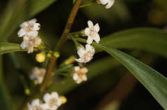 Myoporum montanum