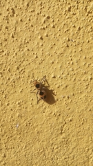 Dasymutilla cressoni