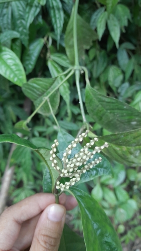 Chloranthus elatior observed 2024-09-15