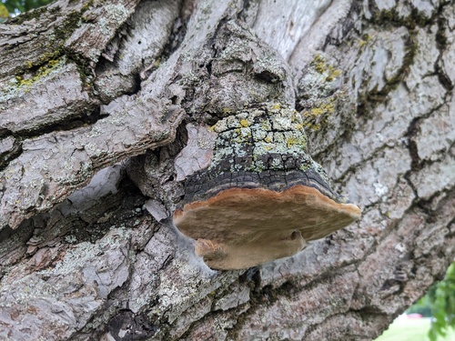 Phellinus alni nuotrauka