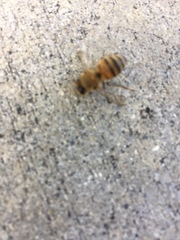 Apis mellifera