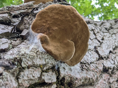 Phellinus alni nuotrauka