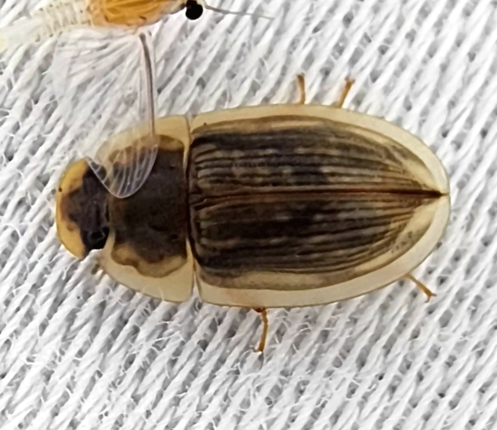 Pickerelweed Water Beetle