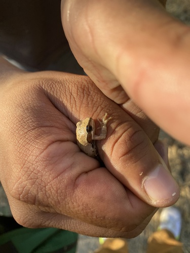iNaturalist observation photo of Pacific chorus frog