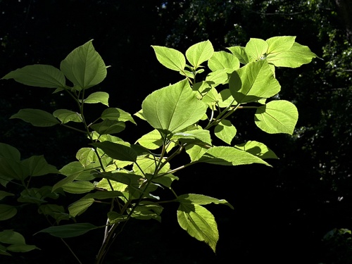 Image of Māmaki (Pipturus albidus) by (c) Tara Severns, some rights reserved (CC BY)