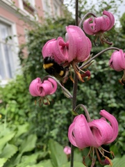 Bombus