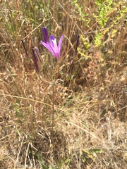 Brodiaea sierrae