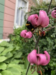 Bombus