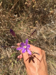 Brodiaea sierrae