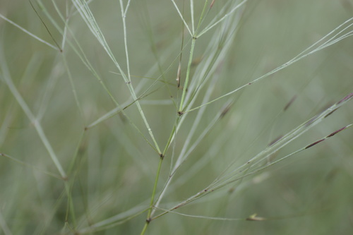 Image of Austrostipa elegantissima by (c) Rod Lowther, some rights reserved (CC BY)