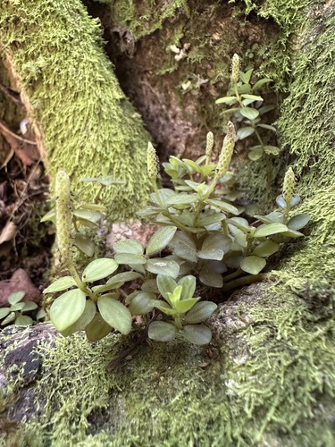 Acorn peperomia (Peperomia tetraphylla)