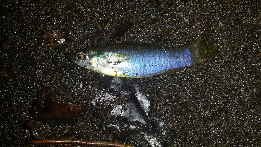Banded lampeye (Aplocheilichthys spilauchen) — Poeciliidae