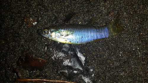 Banded lampeye (Aplocheilichthys spilauchen) — Poeciliidae
