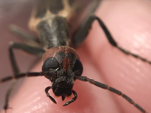 Epicauta grammica