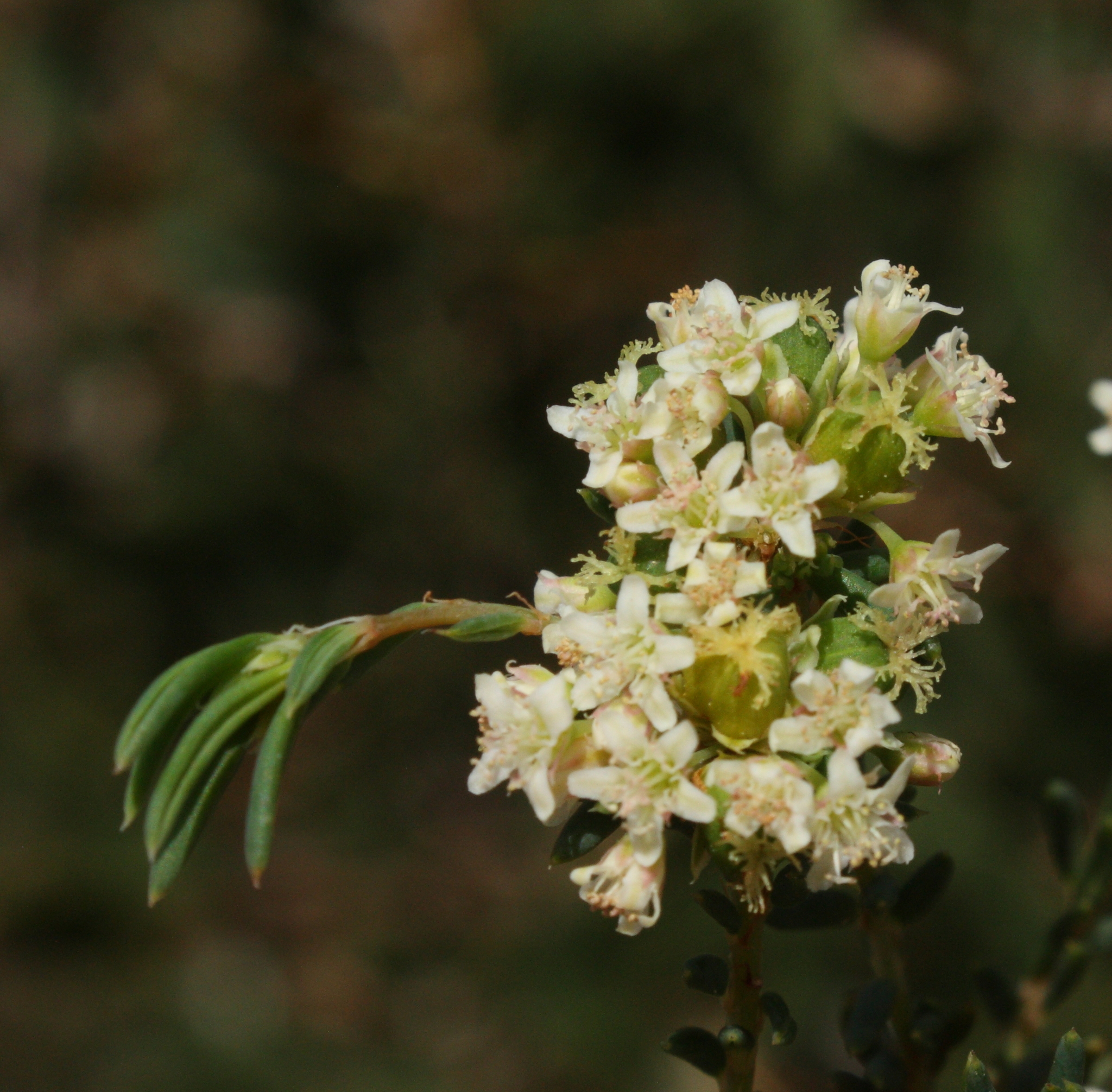 Monotaxis grandiflora