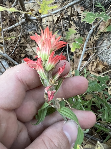 Image of Castilleja organorum by (c) Jared Shorma, some rights reserved (CC BY)