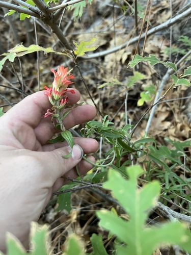 Image of Castilleja organorum by (c) Jared Shorma, some rights reserved (CC BY)