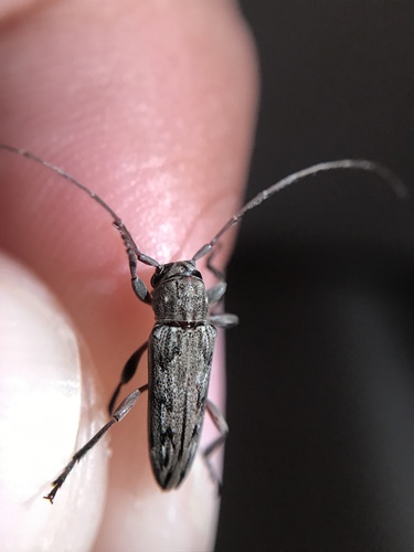 Lypsimena fuscata