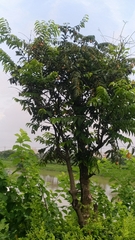 Diospyros kotoensis