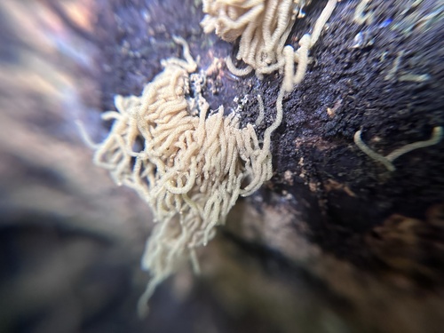 Arcyria obvelata observed 2024-10-21