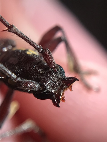 Ambonus electus