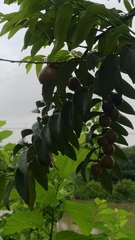 Diospyros kotoensis