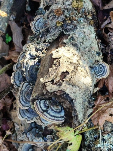Trametes versicolor