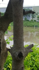 Diospyros kotoensis