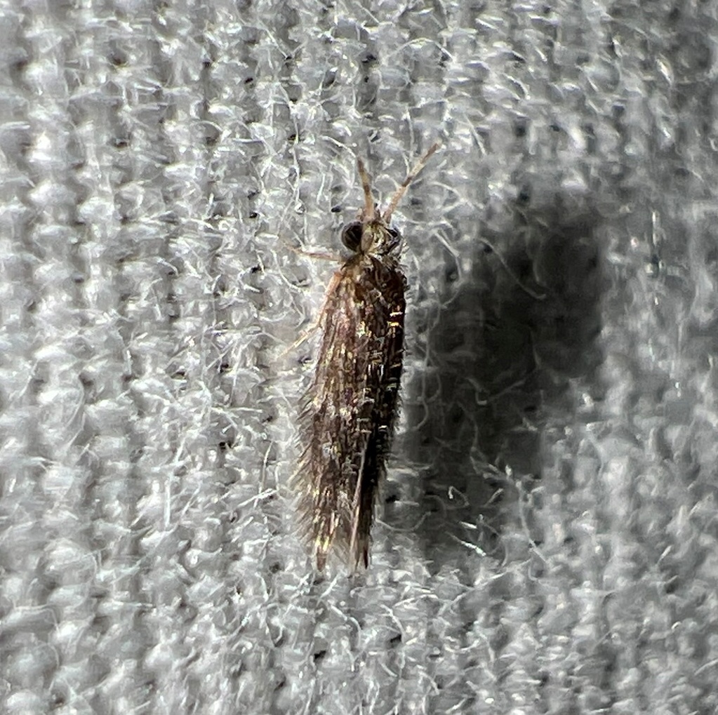 Orthotrichia aegerfasciella