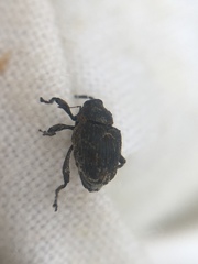 Mogulones geographicus