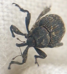 Mogulones geographicus