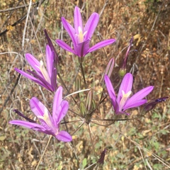 Brodiaea sierrae