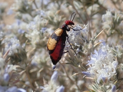 Tegrodera latecincta