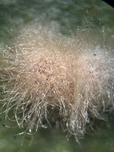 iNaturalist observation photo of Yellow Wig Gall Wasp