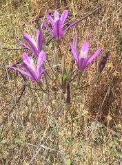 Brodiaea sierrae