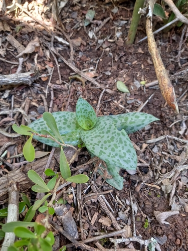 Ledebouria ensifolia