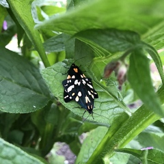 Callimorpha dominula