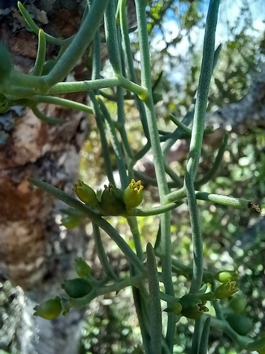 Threeflower Rootthug (Thesium triflorum)