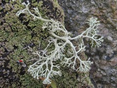 Cladonia submitis