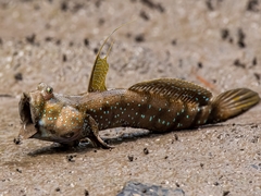 Goggle-Eyed Goby photo 3