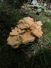 Cantharellus flavolateritius