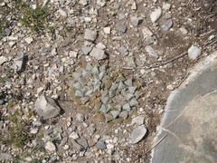 Ariocarpus retusus retusus