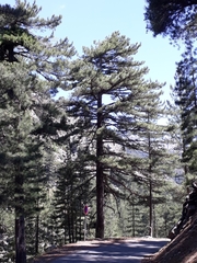 Pinus nigra laricio