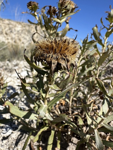 Image of Oonopsis puebloensis by (c) Matt Berger, some rights reserved (CC BY)