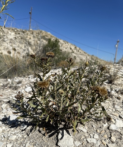 Pueblo Goldenweed (Oonopsis puebloensis)