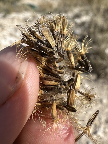 Image of Oonopsis puebloensis by (c) Matt Berger, some rights reserved (CC BY)
