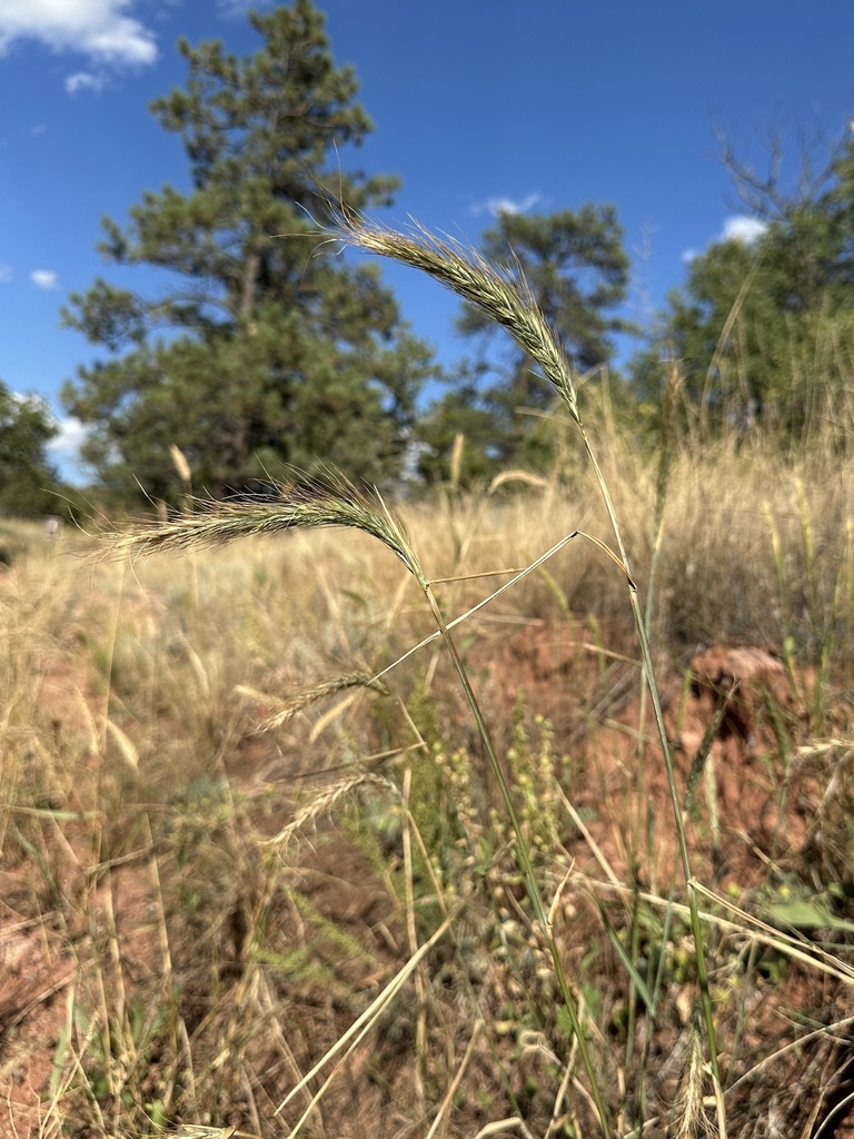 Winter Rye Colorado Canada wild rye from Rock Creek, Colorado Springs, CO, USA on September ...