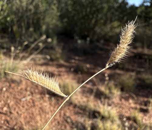 hairy grama (Bouteloua hirsuta)