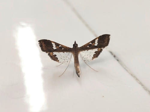 Mung Bean Moth