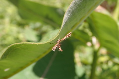 Geina tenuidactylus